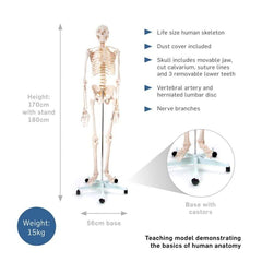 Human Skeleton - 170CM Tall - image 2