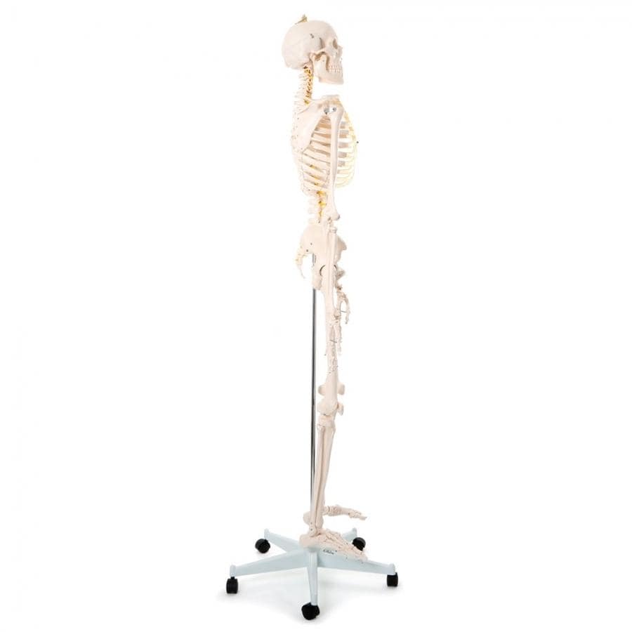 Human Skeleton - 170CM Tall - image 3